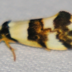 Philenora aspectalella (Little Mask Philenora) at Sheldon, QLD - 22 Jun 2007 by PJH123