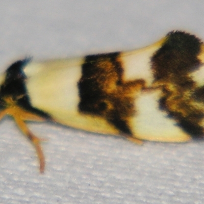 Philenora aspectalella (Little Mask Philenora) at Sheldon, QLD - 22 Jun 2007 by PJH123