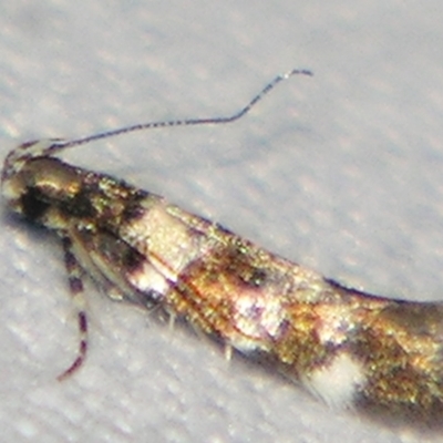 Stegasta variana (A curved-horn moth) at Sheldon, QLD - 22 Jun 2007 by PJH123