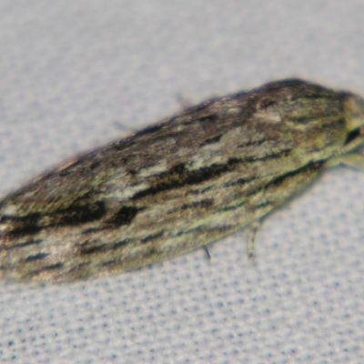 Agriophara (genus) (A Flat-bodied moth (Stenomatinae, Depressariidae)) at Sheldon, QLD - 29 Jun 2007 by PJH123
