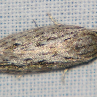 Agriophara (genus) (A Flat-bodied moth (Stenomatinae, Depressariidae)) at Sheldon, QLD - 29 Jun 2007 by PJH123
