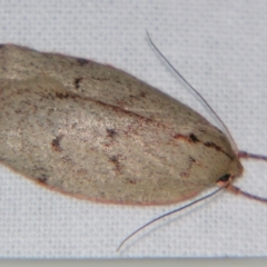 Euchaetis inceptella (Wingia Group) at Sheldon, QLD - 29 Jun 2007 by PJH123