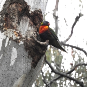 Trichoglossus moluccanus at Acton, ACT - 15 Aug 2023