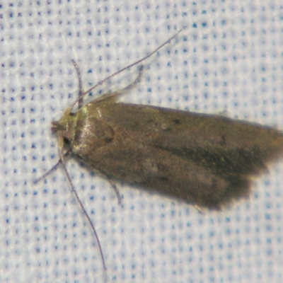 Unidentified Concealer moth (Oecophoridae) at Sheldon, QLD - 29 Jun 2007 by PJH123