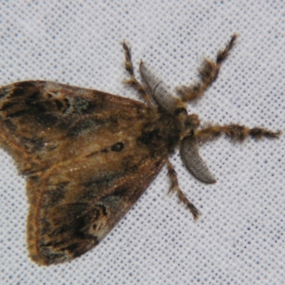 Orgyia australis (Painted Pine Moth) at Sheldon, QLD - 29 Jun 2007 by PJH123