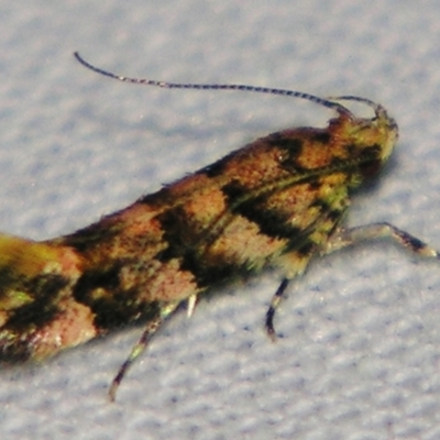 Macrobathra rubicundella (Cosmopterigidae) at Sheldon, QLD - 6 Jul 2007 by PJH123