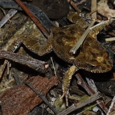 Unidentified Frog at Deakin, ACT - 15 Aug 2023 by Ct1000