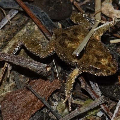 Crinia signifera at Deakin, ACT - 15 Aug 2023 by Ct1000