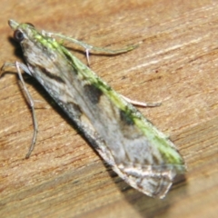 Nomophila corticalis (A Snout Moth) at Sheldon, QLD - 6 Jul 2007 by PJH123