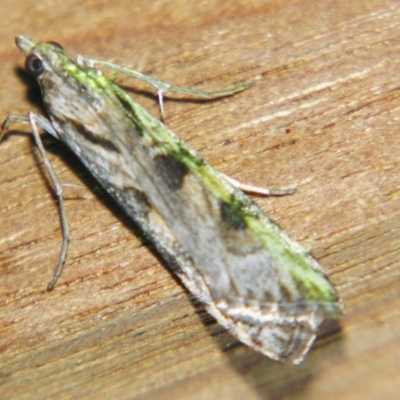 Nomophila corticalis (A Snout Moth) at Sheldon, QLD - 6 Jul 2007 by PJH123