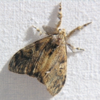 Orgyia australis (Painted Pine Moth) at Sheldon, QLD - 7 Jul 2007 by PJH123