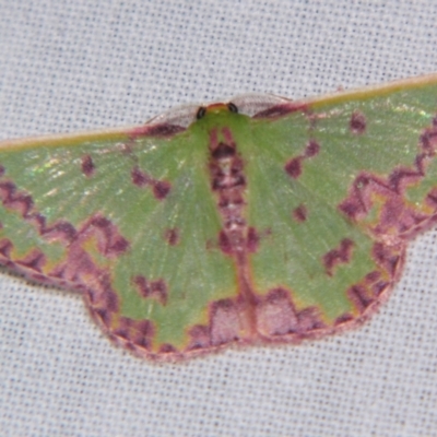 Prasinocyma rhodocosma (Northern Emerald) at Sheldon, QLD - 6 Jul 2007 by PJH123