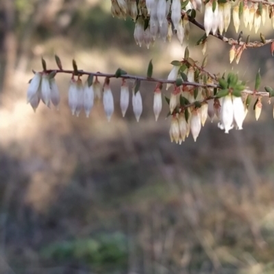 Leucopogon fletcheri subsp. brevisepalus (Twin Flower Beard-Heath) at Fadden, ACT - 14 Aug 2023 by KumikoCallaway