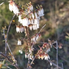 Leucopogon fletcheri subsp. brevisepalus at Fadden, ACT - 15 Aug 2023