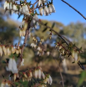 Leucopogon fletcheri subsp. brevisepalus at Fadden, ACT - 15 Aug 2023