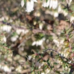 Leucopogon fletcheri subsp. brevisepalus at Fadden, ACT - 15 Aug 2023