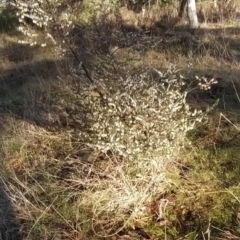 Leucopogon fletcheri subsp. brevisepalus at Fadden, ACT - 15 Aug 2023