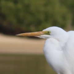 Ardea alba (Great Egret) at Surfside, NSW - 13 Aug 2023 by MatthewFrawley