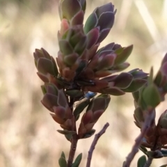 Brachyloma daphnoides (Daphne Heath) at Fadden, ACT - 15 Aug 2023 by KumikoCallaway