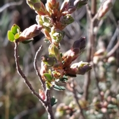 Brachyloma daphnoides at Fadden, ACT - 15 Aug 2023