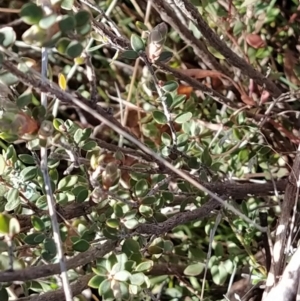 Brachyloma daphnoides at Fadden, ACT - 15 Aug 2023