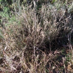 Brachyloma daphnoides at Fadden, ACT - 15 Aug 2023