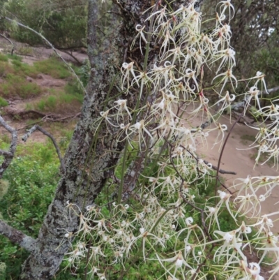 Dockrillia teretifolia (A Rat's Tail Orchid) at Surfside, NSW - 13 Aug 2023 by MatthewFrawley