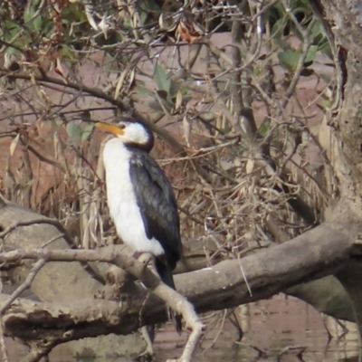 Microcarbo melanoleucos (Little Pied Cormorant) at Long Beach, NSW - 13 Aug 2023 by MatthewFrawley