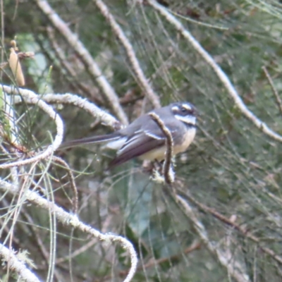 Rhipidura albiscapa (Grey Fantail) at Surfside, NSW - 13 Aug 2023 by MatthewFrawley