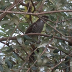 Anthochaera chrysoptera (Little Wattlebird) at Surfside, NSW - 13 Aug 2023 by MatthewFrawley