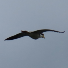 Vanellus miles (Masked Lapwing) at Surfside, NSW - 13 Aug 2023 by MatthewFrawley