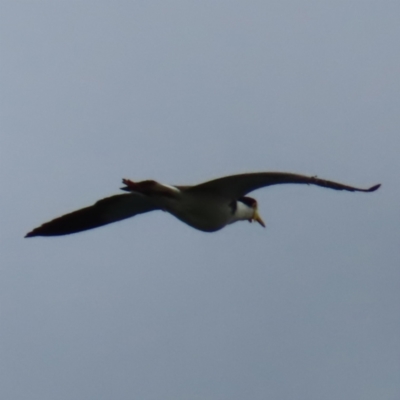 Vanellus miles (Masked Lapwing) at Surfside, NSW - 13 Aug 2023 by MatthewFrawley