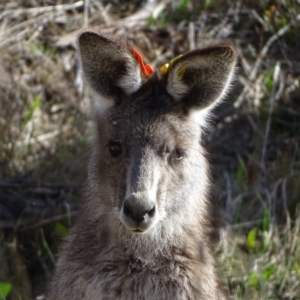 Macropus giganteus at Farrer, ACT - 7 Aug 2023