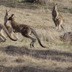 Macropus giganteus (Eastern Grey Kangaroo) at Farrer Ridge - 7 Aug 2023 by Mike