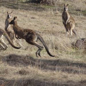 Macropus giganteus at Tuggeranong, ACT - 7 Aug 2023