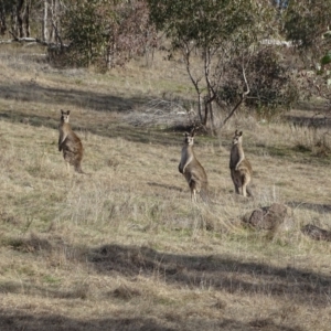 Macropus giganteus at Tuggeranong, ACT - 7 Aug 2023