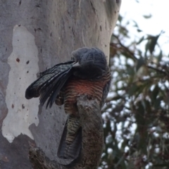 Callocephalon fimbriatum (Gang-gang Cockatoo) at O'Malley, ACT - 15 Aug 2023 by Mike