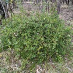 Billardiera heterophylla at Tuggeranong, ACT - 13 Aug 2023