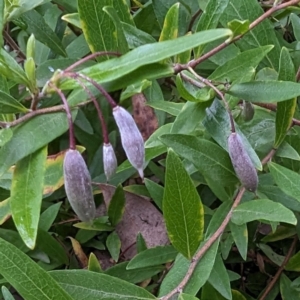 Billardiera heterophylla at Tuggeranong, ACT - 13 Aug 2023