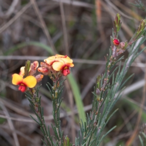 Dillwynia sericea at Majura, ACT - 6 Aug 2023