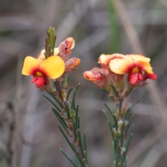 Dillwynia sericea at Majura, ACT - 6 Aug 2023