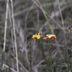 Dillwynia sericea at Majura, ACT - 6 Aug 2023