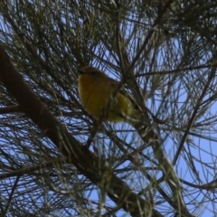 Acanthiza nana (Yellow Thornbill) at Isabella Plains, ACT - 15 Aug 2023 by RodDeb