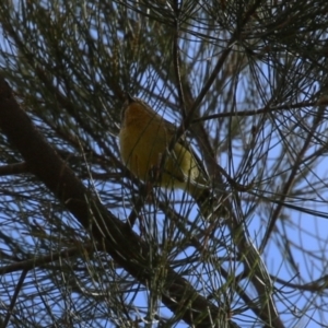 Acanthiza nana at Isabella Plains, ACT - 15 Aug 2023