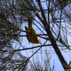 Acanthiza nana at Isabella Plains, ACT - 15 Aug 2023