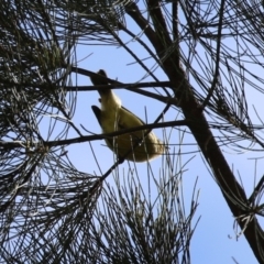 Acanthiza nana at Isabella Plains, ACT - 15 Aug 2023