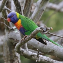 Trichoglossus moluccanus (Rainbow Lorikeet) at Macarthur, ACT - 15 Aug 2023 by RodDeb