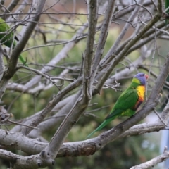 Trichoglossus moluccanus at Macarthur, ACT - 15 Aug 2023