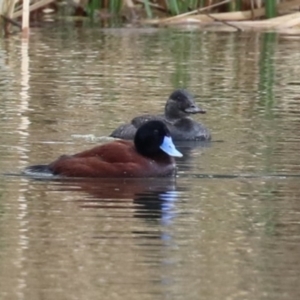 Oxyura australis at Isabella Plains, ACT - 15 Aug 2023