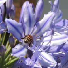 Apis mellifera (European honey bee) at Conder, ACT - 25 Jan 2023 by MichaelBedingfield